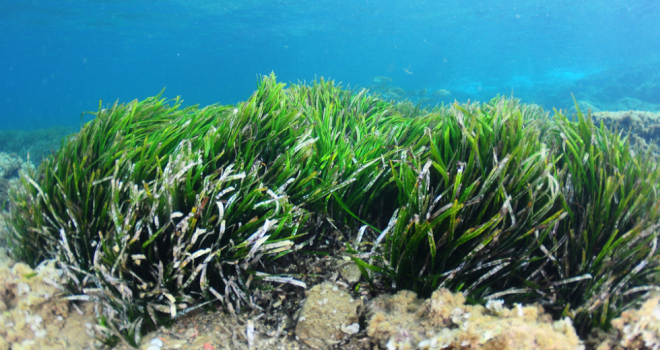 sea grass 
