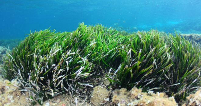 Zurich UK celebrates group life and protection portal launch with seagrass planting sea grass